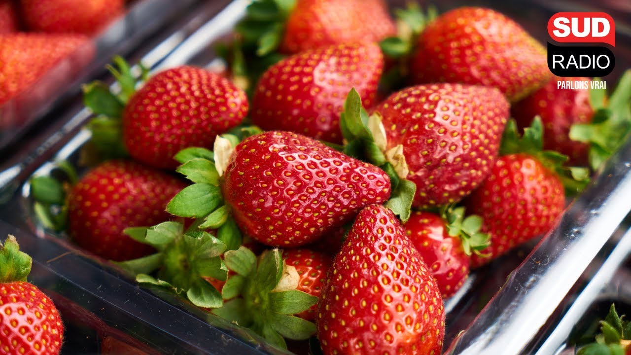 Le prix des fraises est particulièrement bas : pourquoi ?