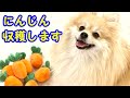 世界一可愛いと話題のにんじん畑をあげてみたら想像以上に可愛すぎた【にんじん収穫隊】【ノーズワーク】【私は犬が好き I love Dogs】