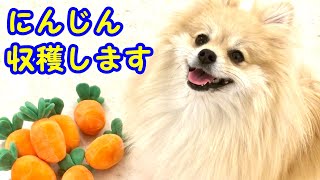 世界一可愛いと話題のにんじん畑をあげてみたら想像以上に可愛すぎた【にんじん収穫隊】【ノーズワーク】【私は犬が好き I love Dogs】