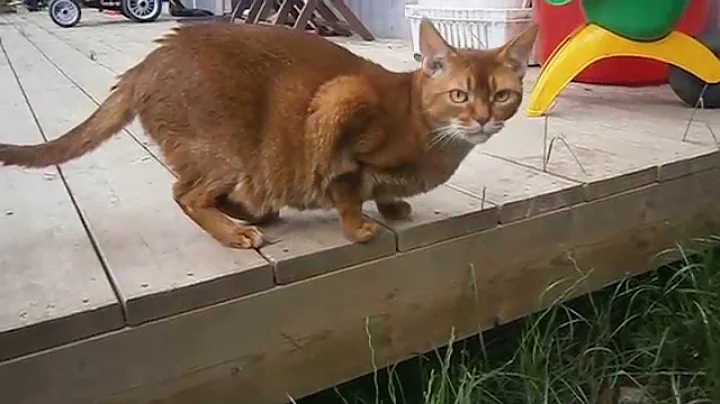 Watch the video about Lisse, the red abyssinian cat
