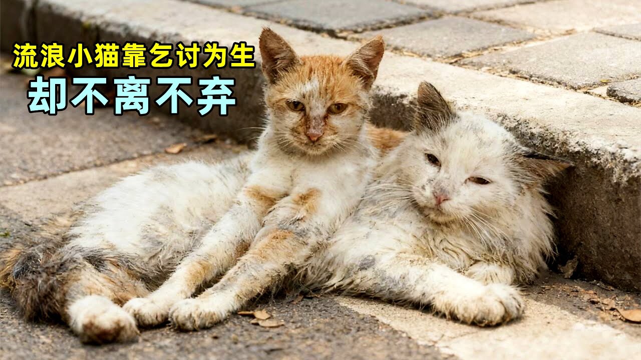 两只流浪小猫靠乞讨为生，却相爱相守不离不弃