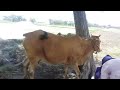 My cows mini vlog