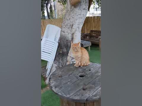 Красивый рыжий кот 🐈 Смешные коты 😹 Nice stray red cat 😻 Funny cats 😸 ...