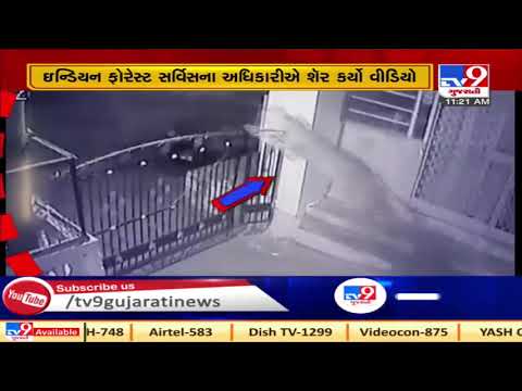 Video captures leopard leaping over tall gate while chasing prey | TV9News