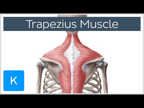 Trapezius Muscle - Origin, Insertion, Actions - Human Anatomy | Kenhub