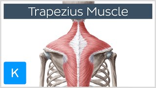 Trapezius Muscle - Origin Insertion Actions - Human Anatomy  Kenhub