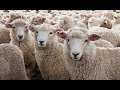 Sheep (PS1) - Vidya