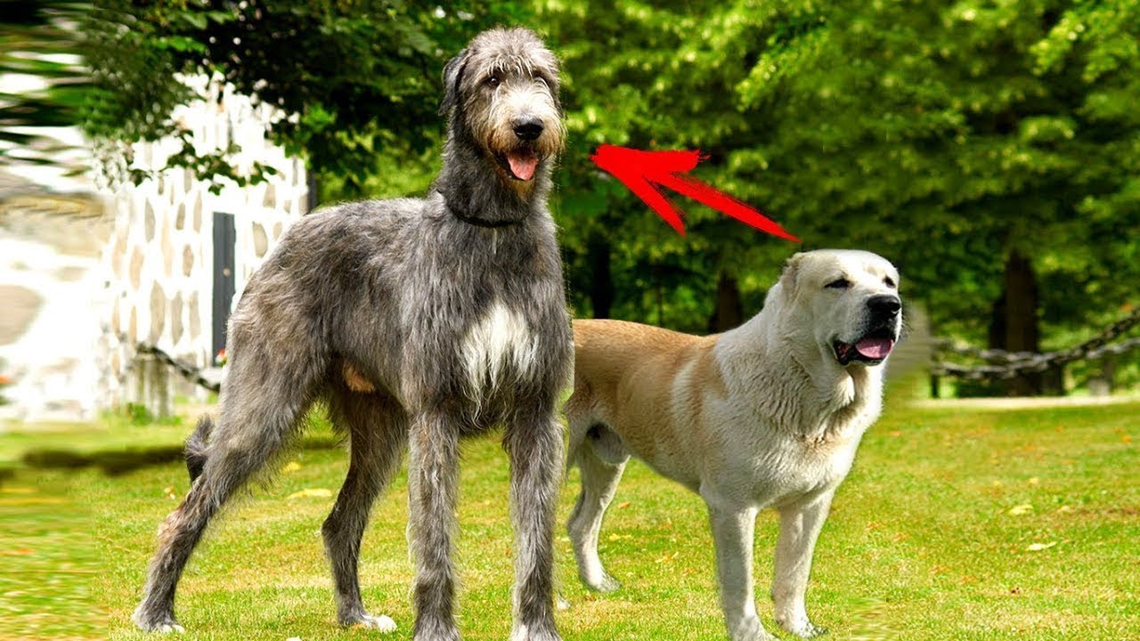 Onlayn porno: er-xotinning tashrifi