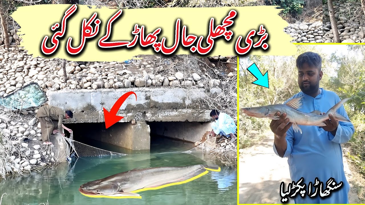 Badi Machhali Jaal Phad Ke Nikal Gai | Net Fishing On Mangla Dam