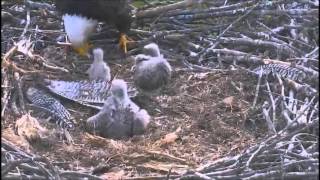 DECORAH NORTH NEST  5/7/2016  8:50 AM  CDT    FEEDING AND A LONG FLY IN