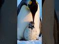 penguin birth 😱