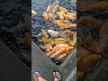 TIRTA GANGGA GARDEN BALI #bali #ikan #koi #wisata #travel #liburan #jalanjalan #driver #tour
