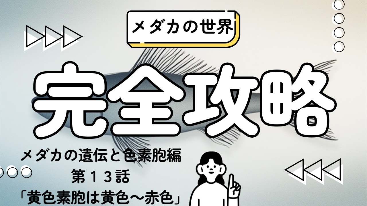 メダカの世界完全攻略　メダカの遺伝と色素胞編　第１３話「黄色素胞は黄色～赤色」#sumicco_medaka  #すみっこめだか #めだか #九州 #柳川 #初心者#色素胞#黄色素胞