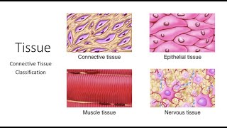 Classification of Connective Tissue Proper