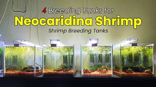 4 Shrimp Breeding Tanks For Neocaridina Shrimps Shrimp Tank Setup