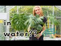 How long does it take to root a monstera cutting in water?