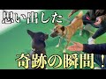 別々にもらわれた保護犬兄弟が半年ぶりの再会！反応が泣ける…