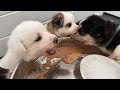 My Newborn Husky Puppies React to REAL Food For the First Time!