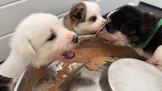 My Newborn Husky Puppies React to REAL Food For the First Time!