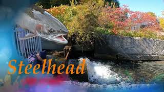 Erie PA Steelhead Fishing | Big Trout on Light Line (Epic Fall & Winter Run)