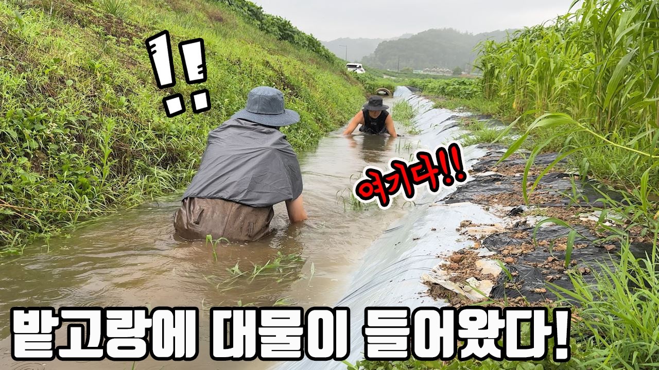폭우가 쏟아지는 날 밭고랑에 대물이 들어왔다!!
