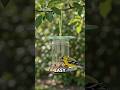 Old CDs to Beautiful DIY Bird Feeder 💿🐦 | Best Waste to Wonder Craft | Creative Garden DIY