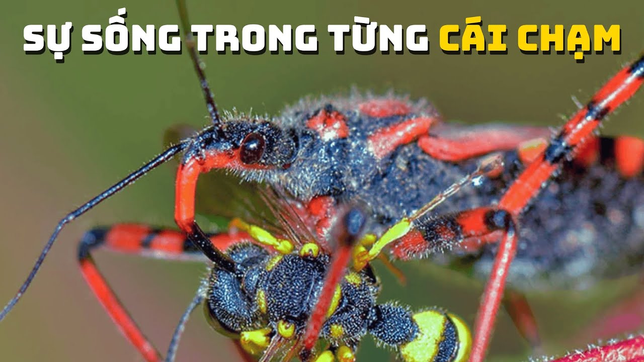 Xúc Giác Trong Thế Giới Động Vật | Khám Phá Thế Giới Động Vật Hoang Dã