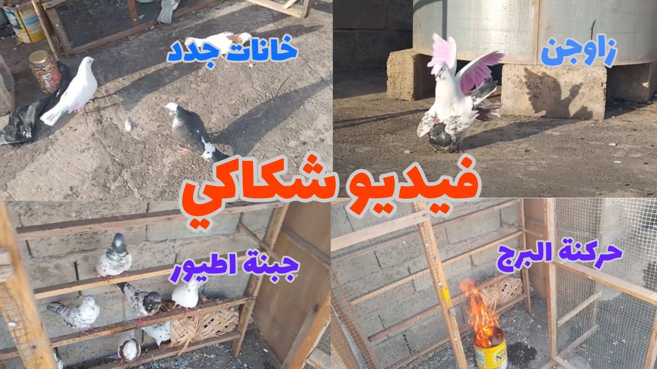 فيديو شكاكي تابعو للخير💕🕊️#العراق #طيور #حركنة البرج 