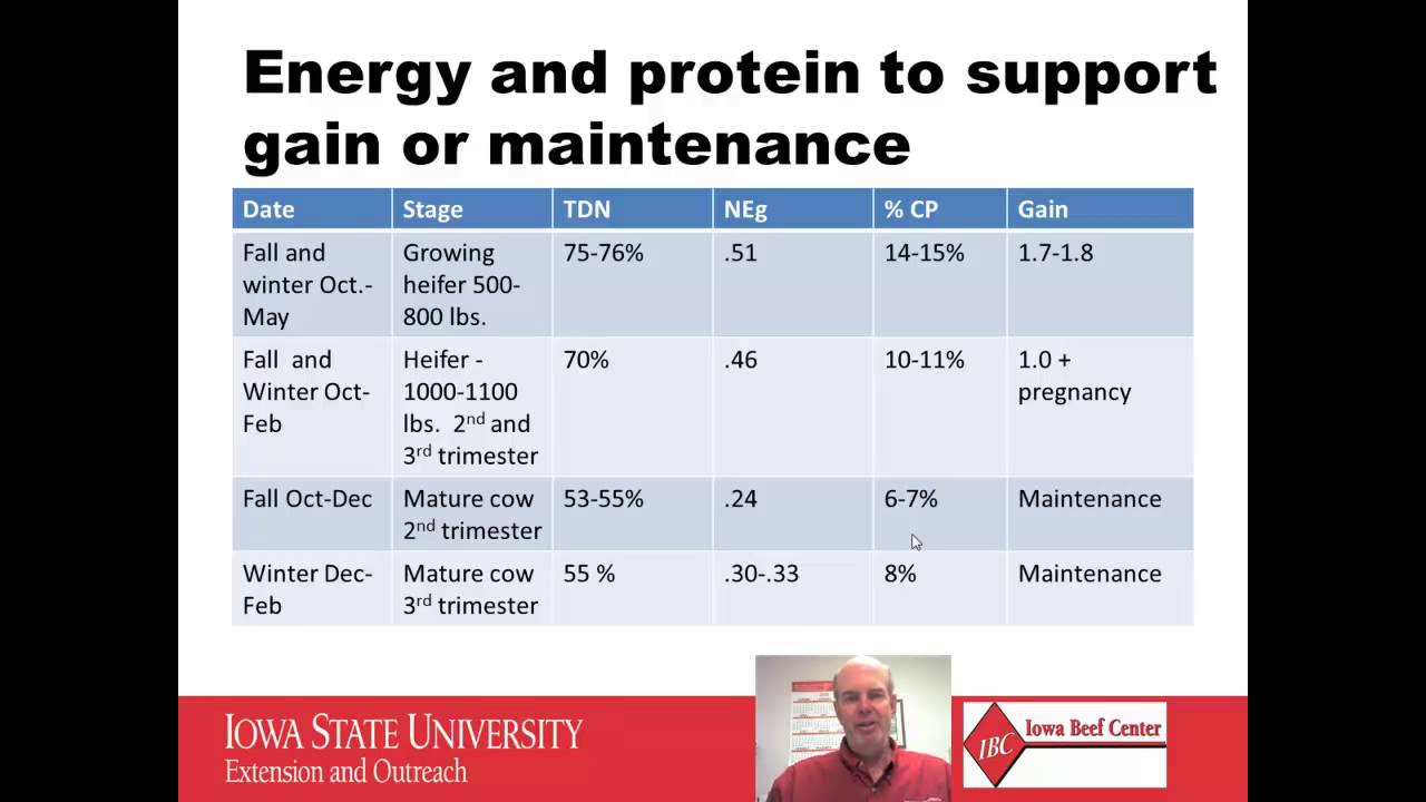 Питание развивающихся мясных телок