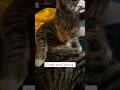 #catshorts #cats #catlover #catvideo #pets #grooming #cuteanimals #orangecat #kittens #kitty #cat