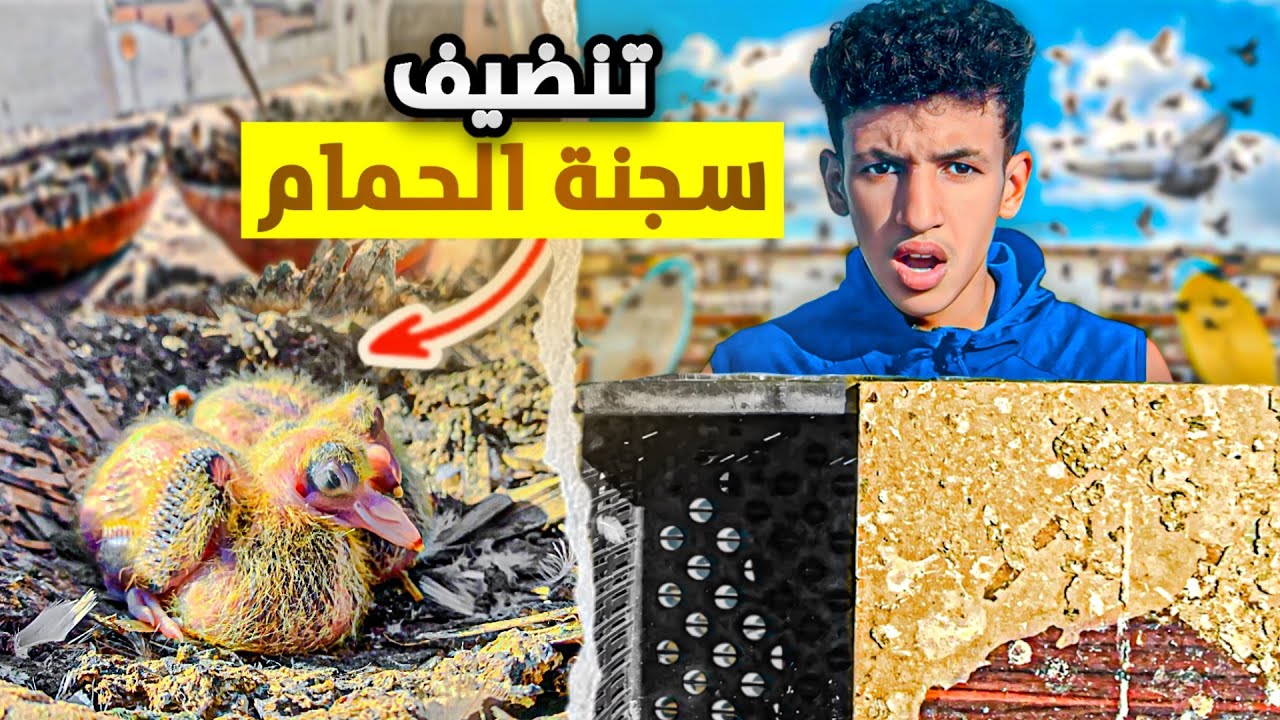 تنظيف سجنة: توليعة في الحمام🕊️ الزاجل وسيفيانوس😳 شوفو شنو ليقنا🐀 😱