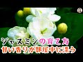 ジャスミンの育て方、4つのコツで元気に咲かせ、一年中甘い香りが部屋に漂う！|花子