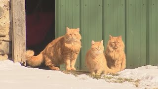 'They're my barn lions': Macedon couple buys house that came with 16+ cats
