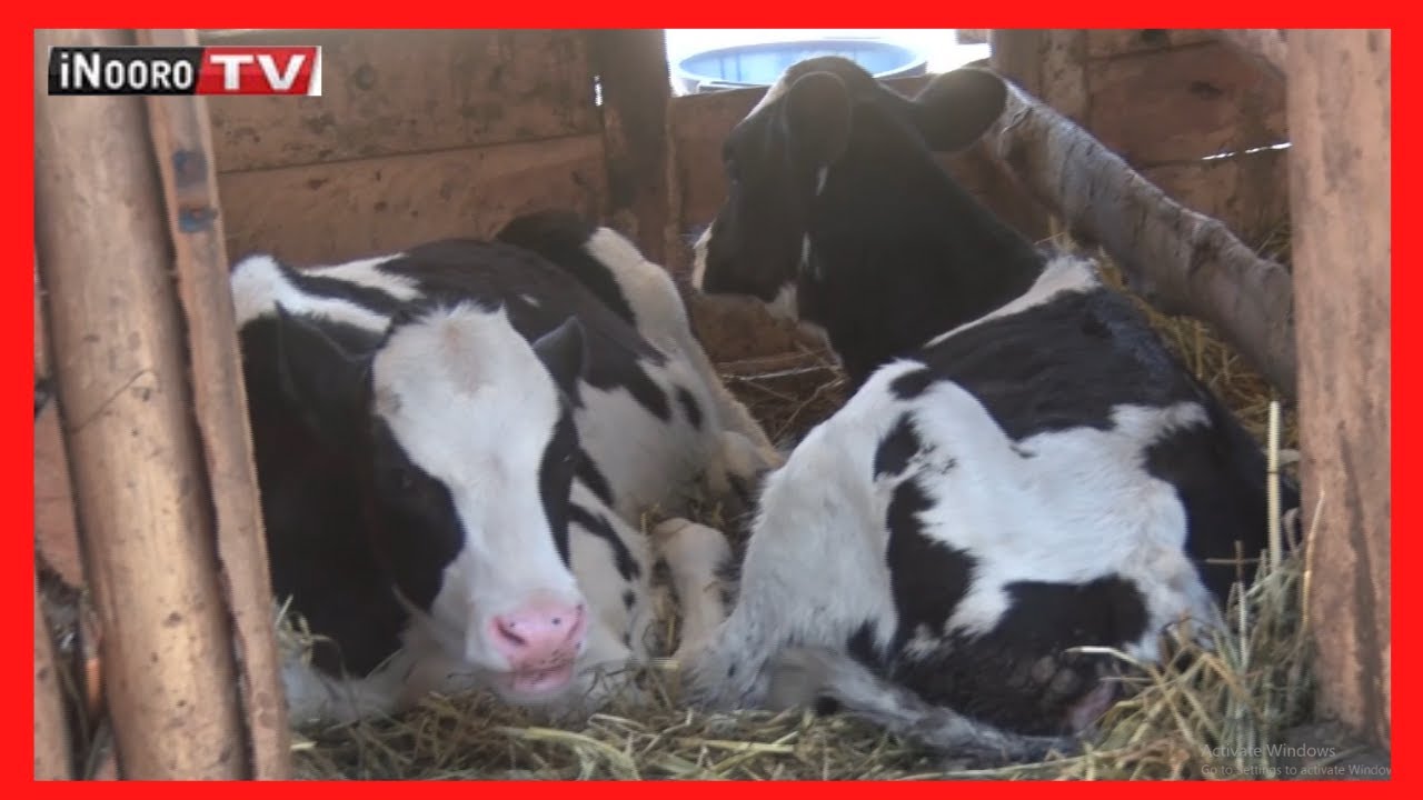 Uriithia wa ng'ombe cia iria, Cool Blue-Nyandarua; 