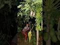 catching an owl in a papaya tree #shortvideo