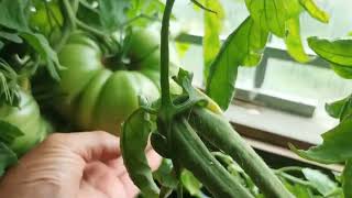 Правильное выращивание томатов плодородие Живой Почвы