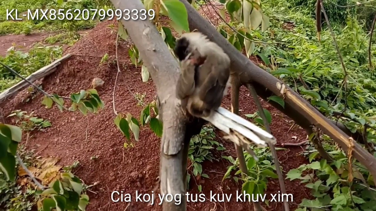 Cia koj yog tus kuv khuv xim2/27/2021