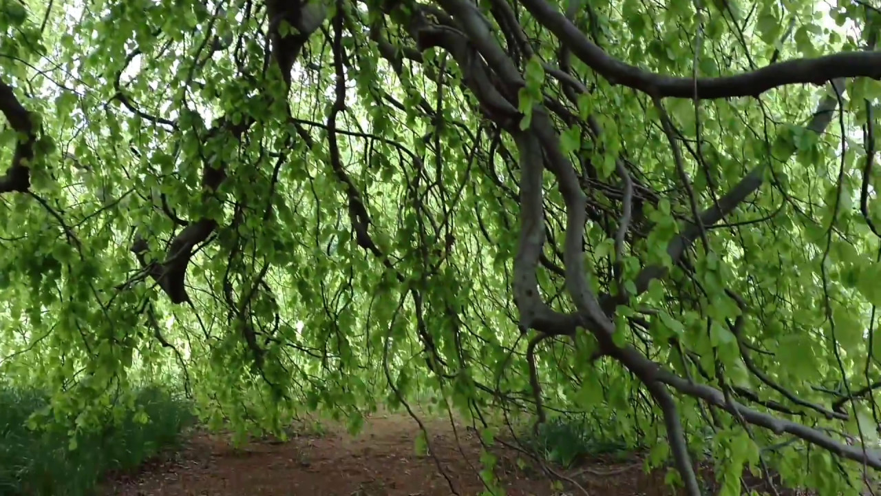 Coolest Tree Ever-Weeping Beech