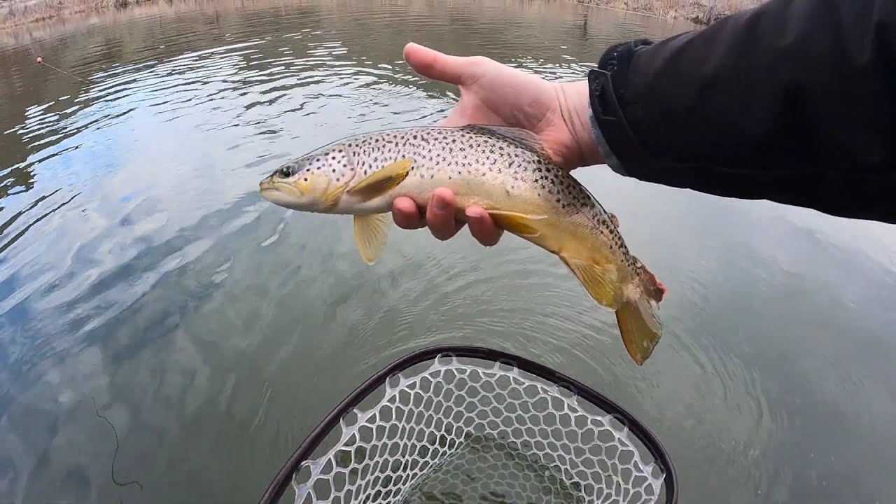 Twenty Inch Trout Double Up, Part 2: Fly Fishing Debacles in the Desert ...