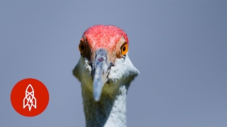 This Slender Crane Was Rescued from a Parking Lot screenshot 5