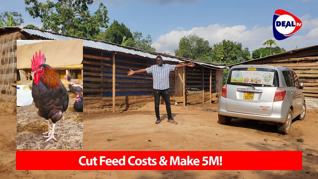 How to Cut Chicken Feed Costs and Make 5M 🐔💸 | Bsix Poultry Farm’s ...