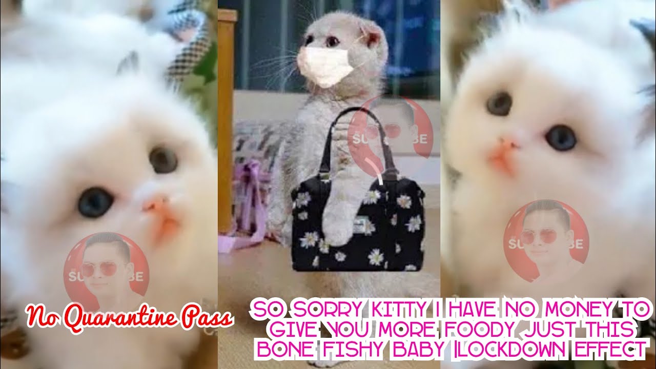 Very Cute & Innocent Kitty YouTube