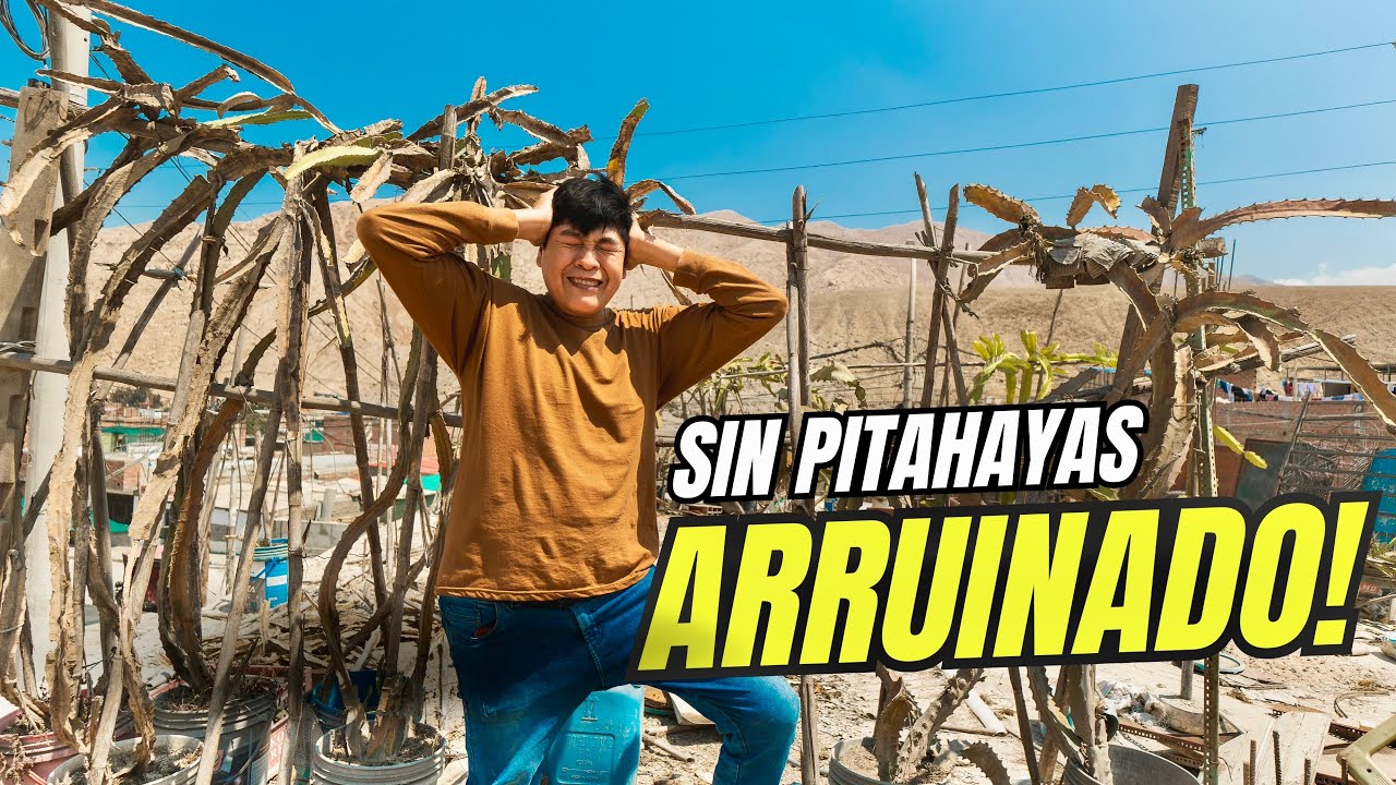 🌵 PITAHAYAS CEMETERY, The pots are filled with roots and my plant is dying 😭