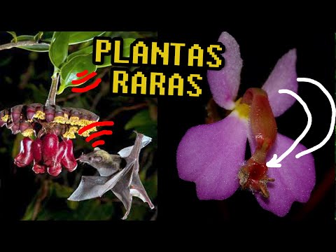 Video: Plantas Con Habilidades Asombrosas