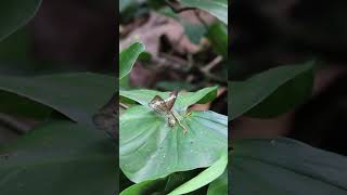 Horsefields Baron Erfly Feeding Tanaecia Iapis