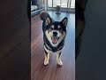 何を言ってるのでしょうか、、、🤣#柴犬 #dog #shorts