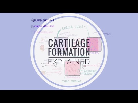 Video: Peraturan Mekanikal Chondrogenesis