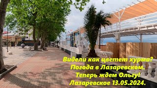 Как цветет хурма! Погода в Лазаревском 13.05.2024. Ждем Ольгу! 🌴ЛАЗАРЕВСКОЕ 13.05.2024.🌴СОЧИ.