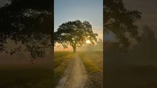 Beautiful Morning ? music love arabic bangladesh sun sunrise morning sunshine village