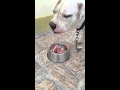 Pit bull raw feeding